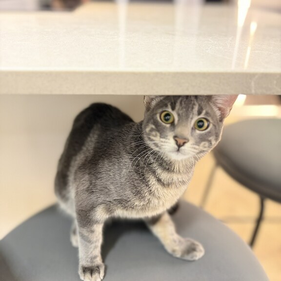 BUCATARIA N:31 gallery image #7